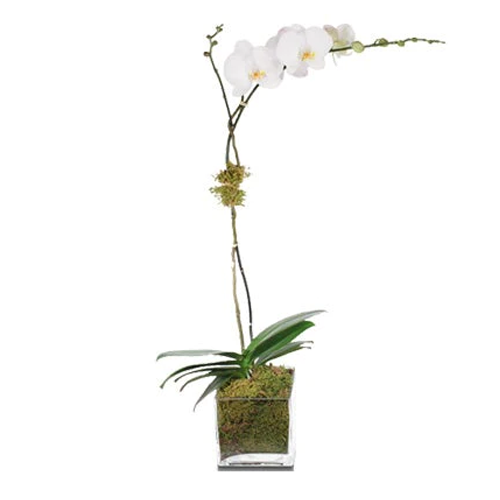 Shop Orchid Plants at H.Bloom