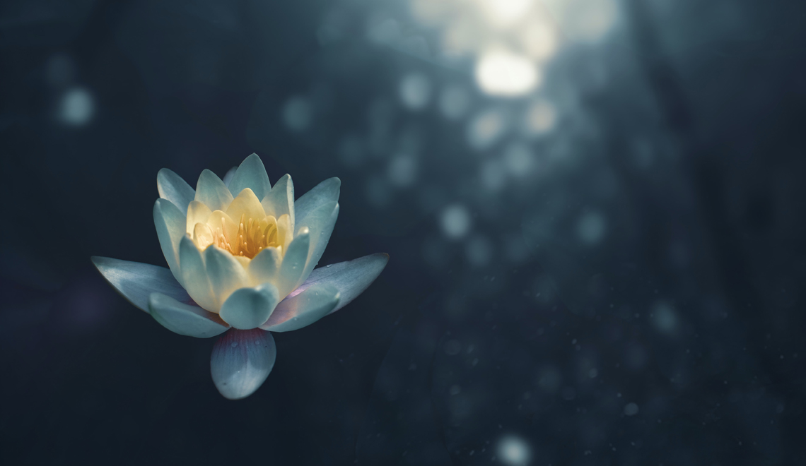 mindul mothers day lotus flower in rain with sun shining through zoltan tasi unsplash