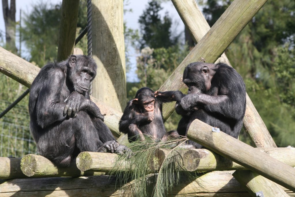 Chimpanzee in Safari