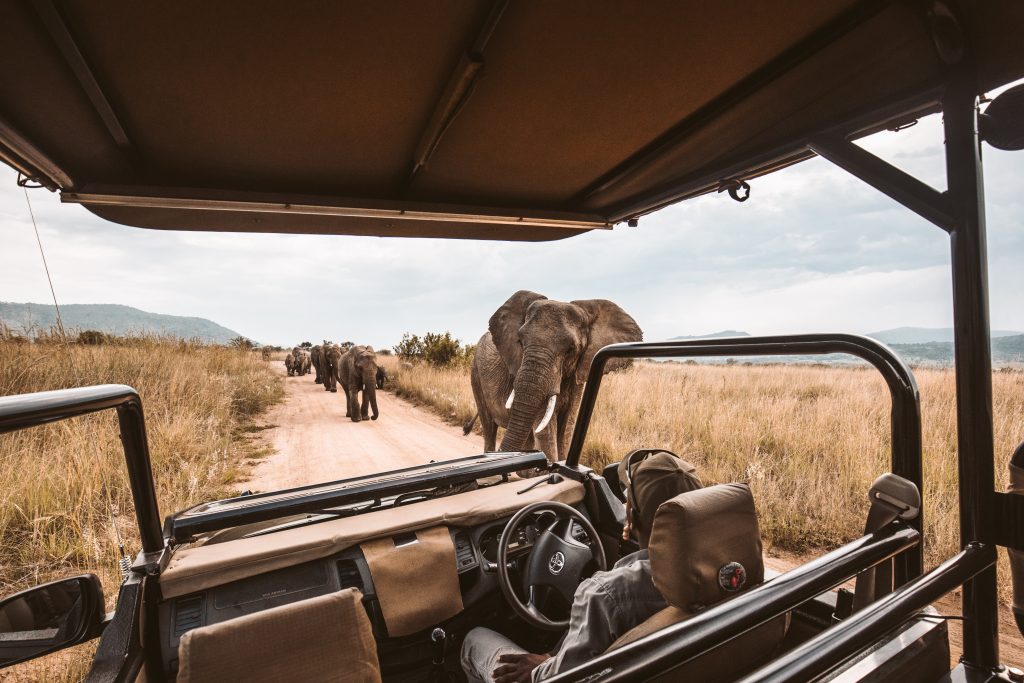 Elephants in Safari