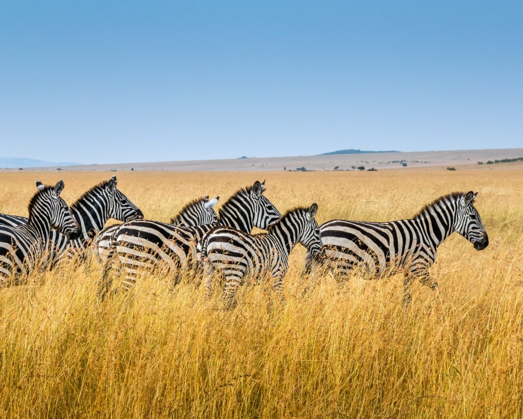 Zebras in Safari 