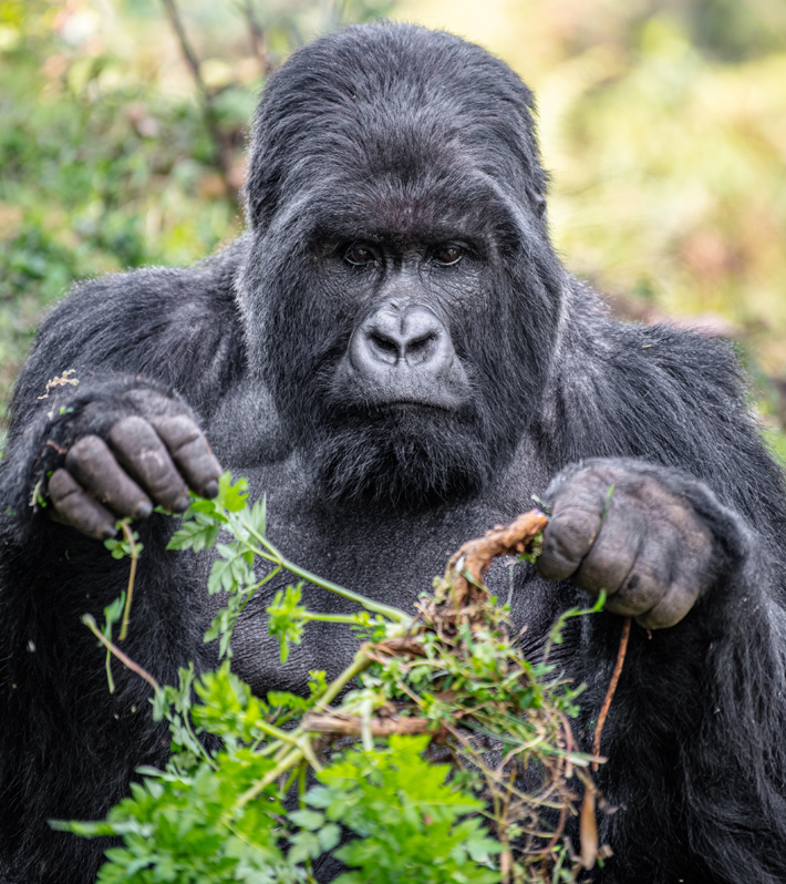 gorillas in rawanda