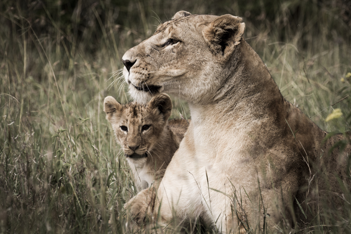 lions in africa
