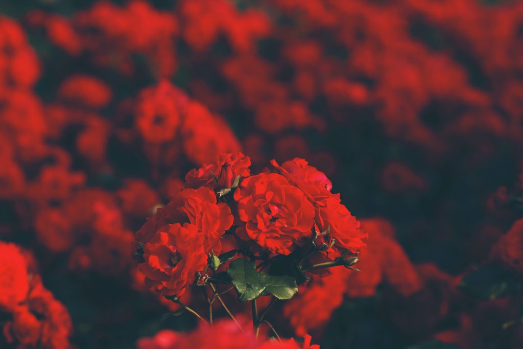 Red flowers