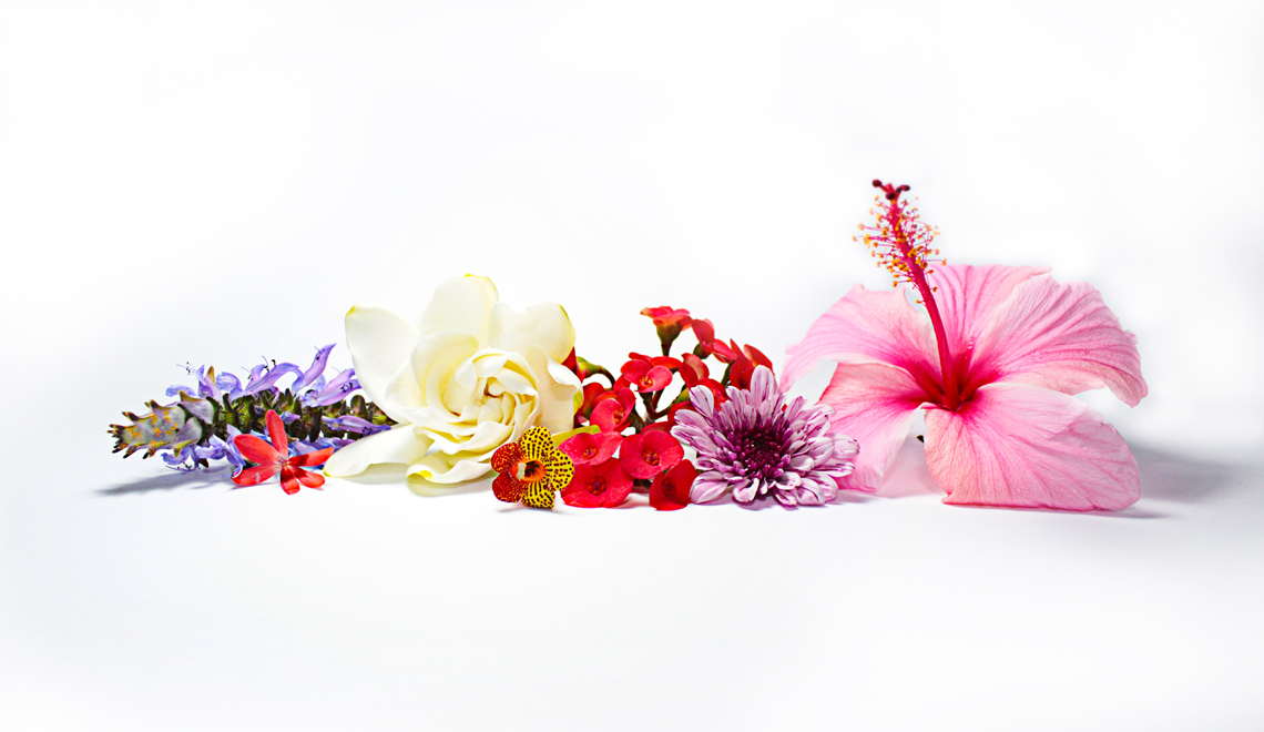 carol lima flowers