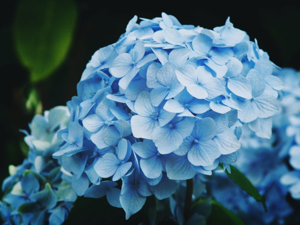 blue hydrangeas