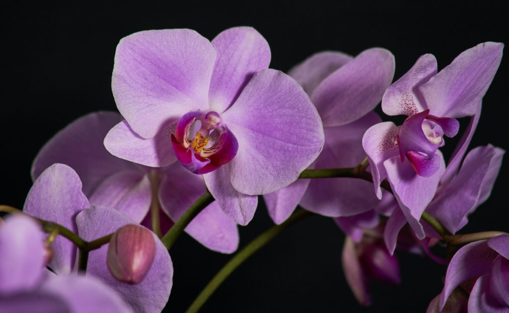 Purple orchids