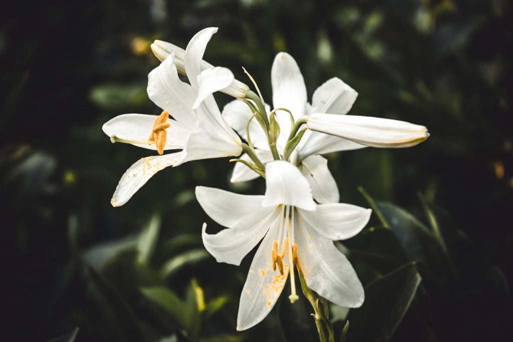 white lillies