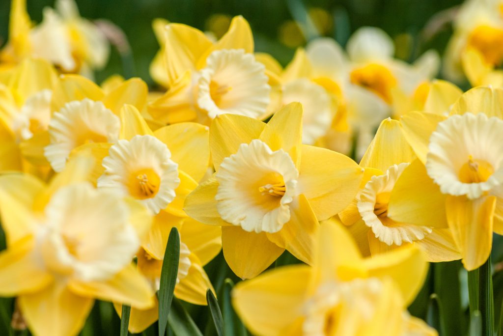 Yellow daffodils