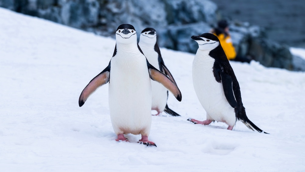 Penguins in Antarctica by Derek Oven on Unsplash