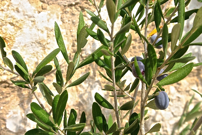 Olive tree Corfu Tree