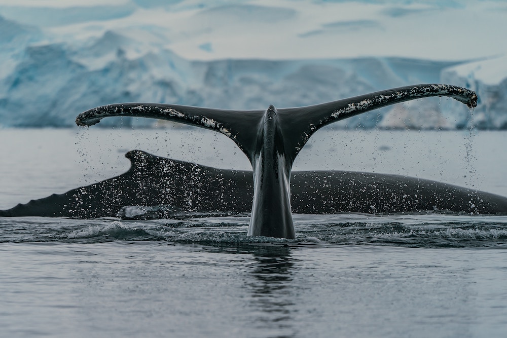 Whale tail Antarctica by Rod Long on Unsplash