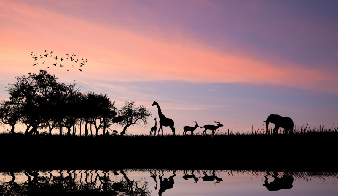 The Best Safari Destinations for Luxury Experiences   