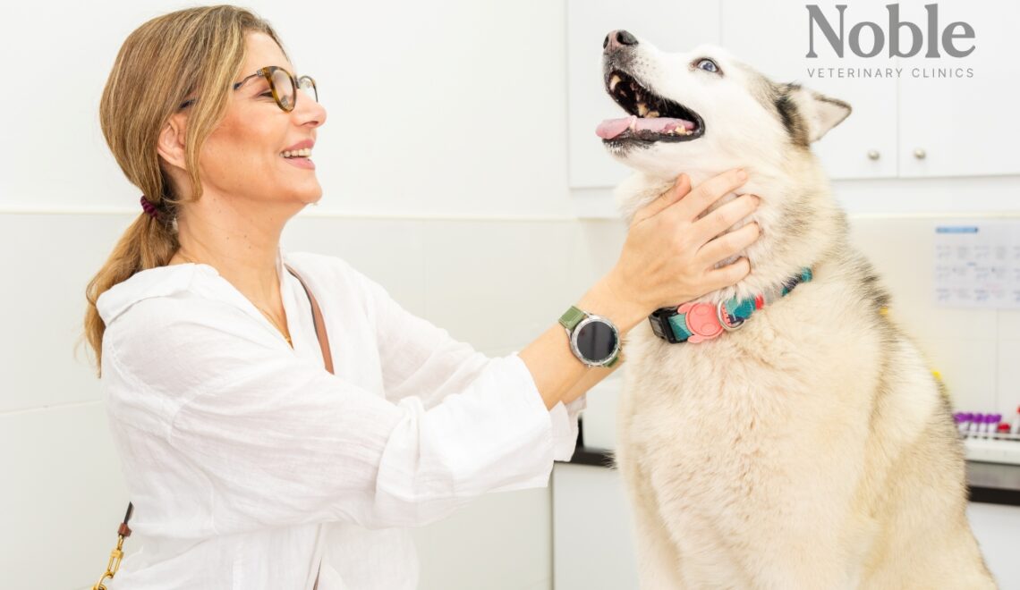 Pet Travel 101: Expert Tips for Domestic & International Trips
