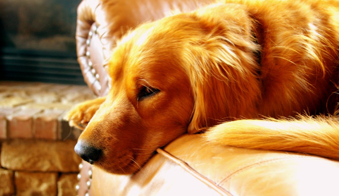 A well-groomed dog in a calm luxury home interior