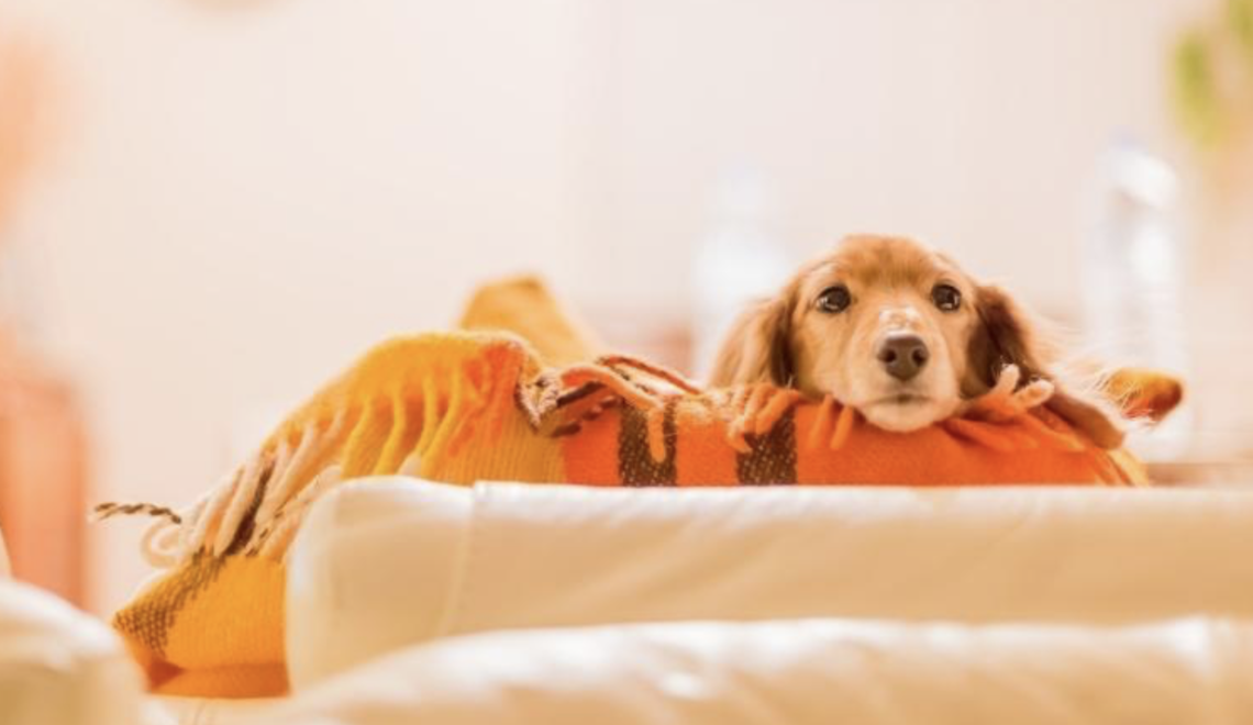 Cute long-haired dachshund puppy resting on a warm blanket on a white sofa