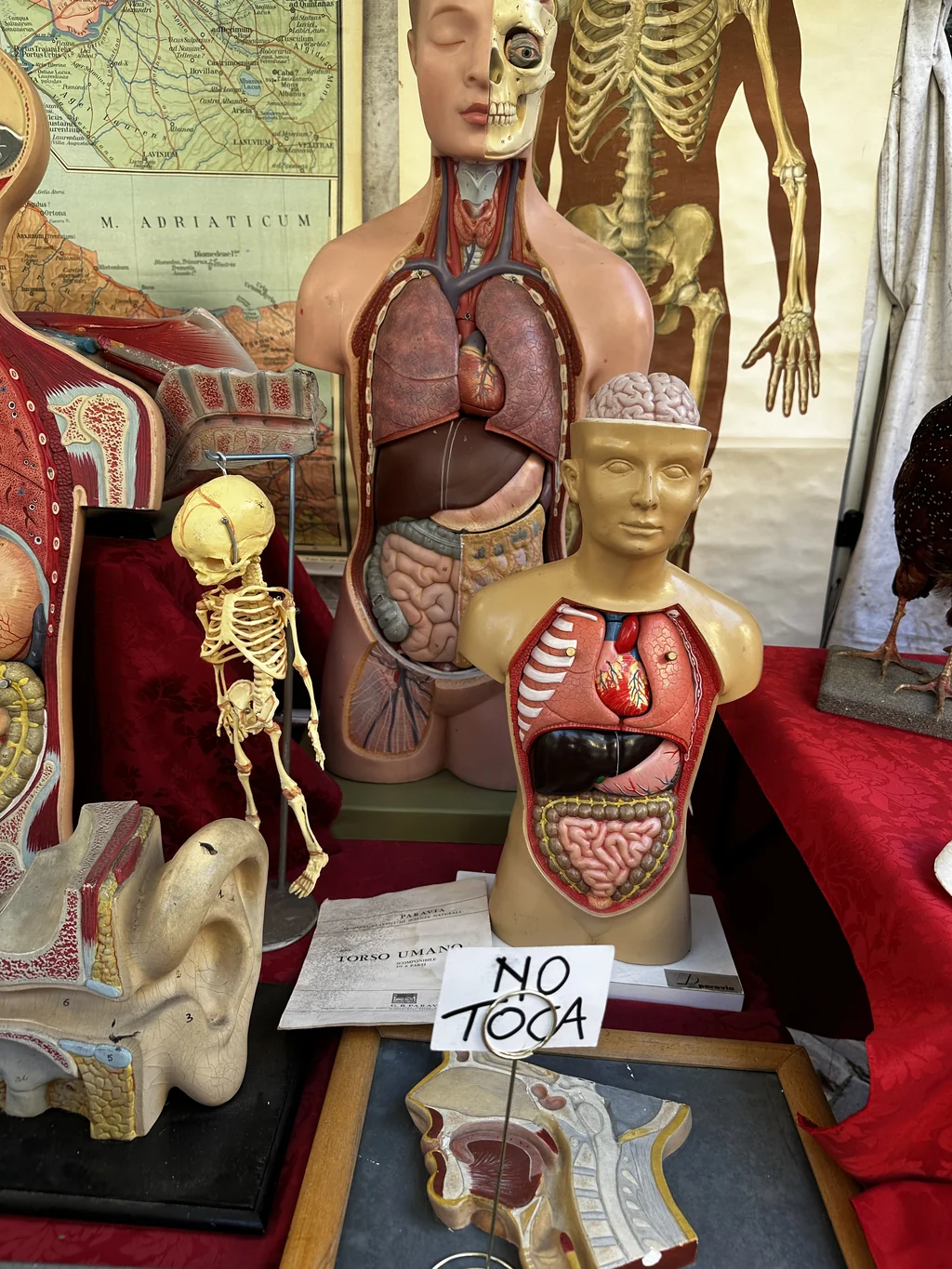 vintage italian paravia anatomical human torso models and baby skeleton for spooky interior design