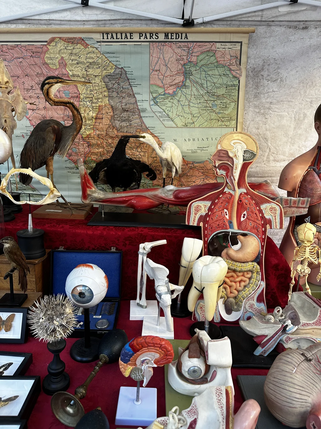 spooky interior design inspiration at fiera antiquaria di arezzo cabinet of curiosities stall with anatomical models and taxidermy birds
