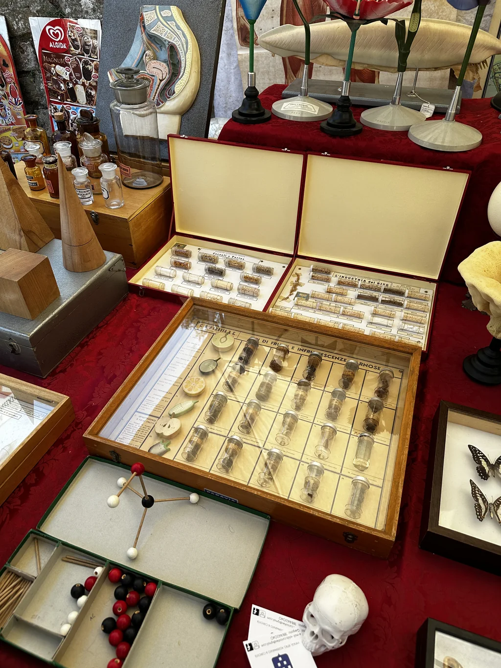 vintage italian botanical specimen display cases of seeds grains and skull at arezzo antiques fair